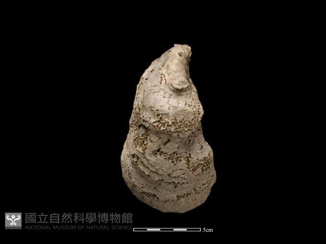 大牡蠣藏品圖，第1張