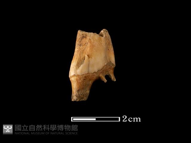 鹿骨藏品圖，第2張