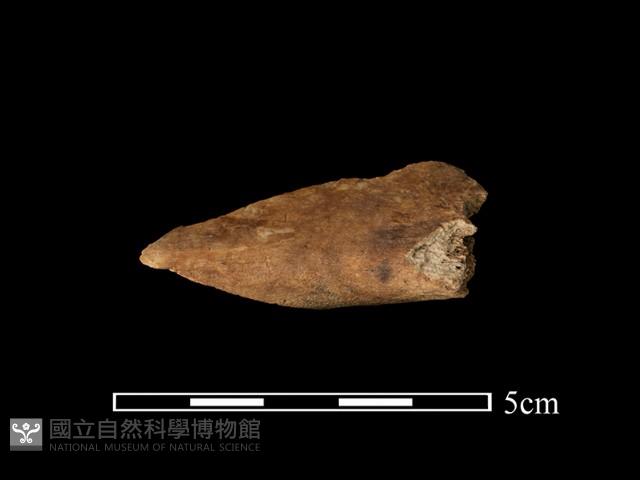 帶加工痕肢骨藏品圖，第2張