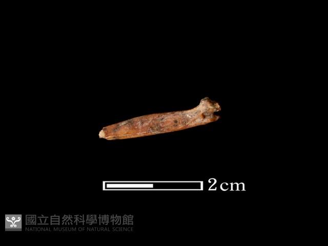 魚骨藏品圖，第1張