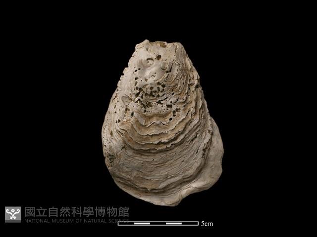 大牡蠣藏品圖，第1張