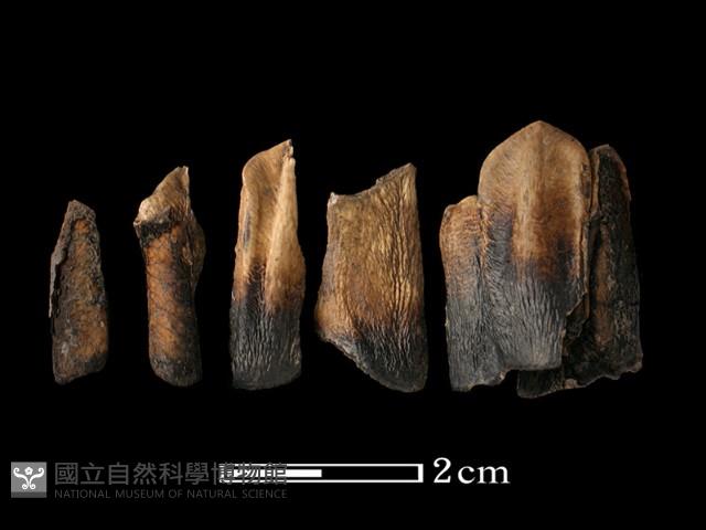 鹿骨藏品圖，第2張