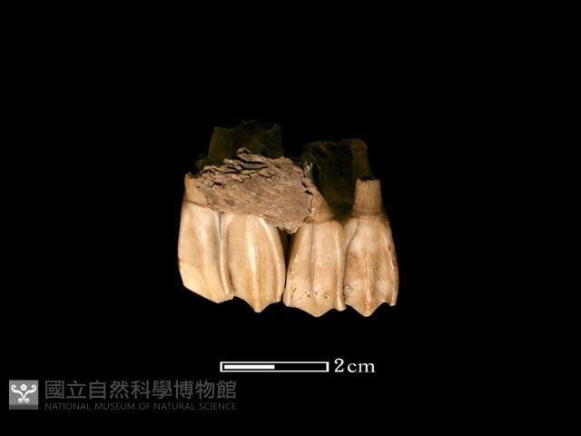 鹿骨藏品圖，第2張