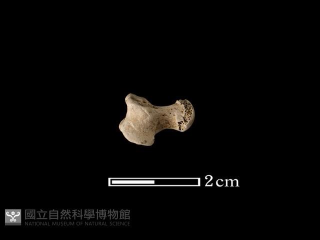獾骨藏品圖，第1張