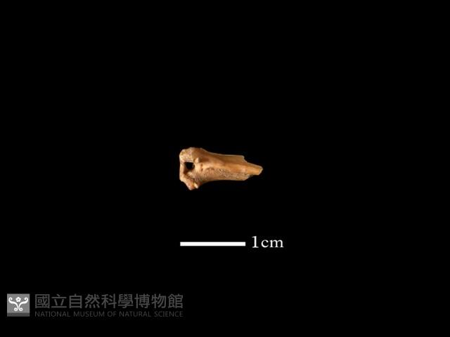 魚骨藏品圖，第1張