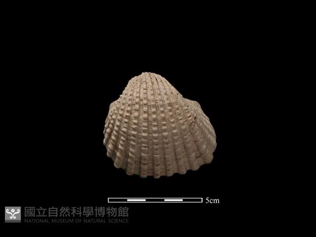 血蚶藏品圖，第1張