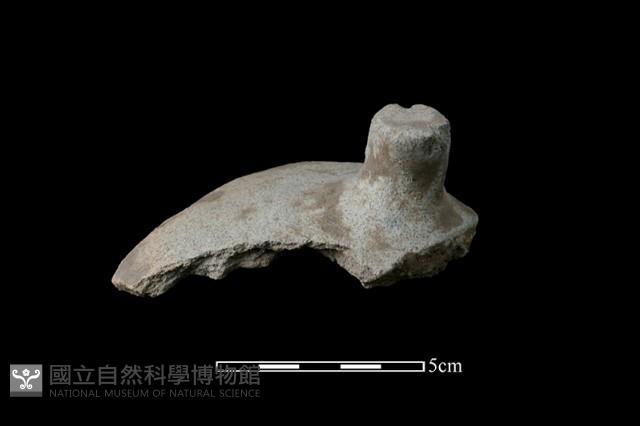 陶蓋鈕藏品圖，第1張