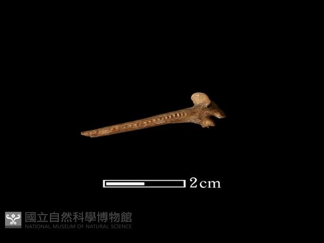 魚骨藏品圖，第1張