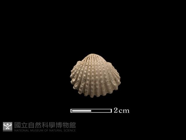 血蚶藏品圖，第1張