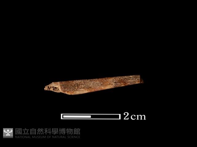 魚骨藏品圖，第1張