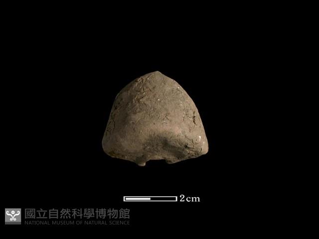 紡輪藏品圖，第2張