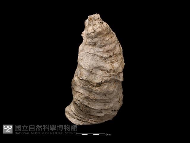 大牡蠣藏品圖，第2張