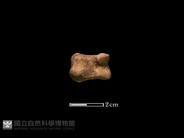 豬骨藏品圖，第1張