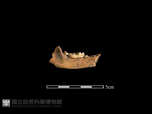 狗獾骨藏品圖，第2張