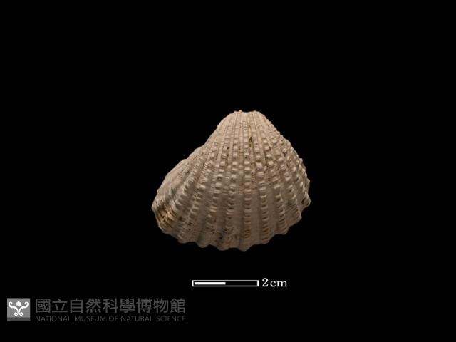血蚶藏品圖，第1張
