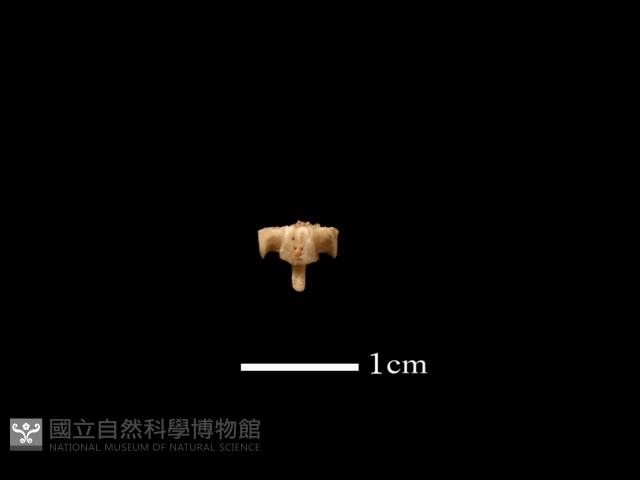 魚骨藏品圖，第2張