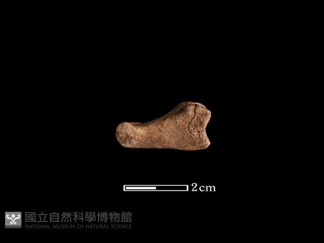 豬骨藏品圖，第1張