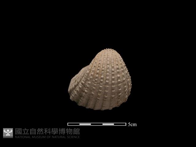 血蚶藏品圖，第1張