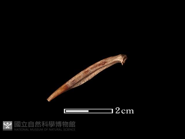 魚骨藏品圖，第2張