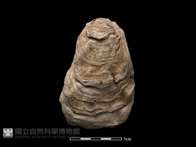 大牡蠣藏品圖，第1張