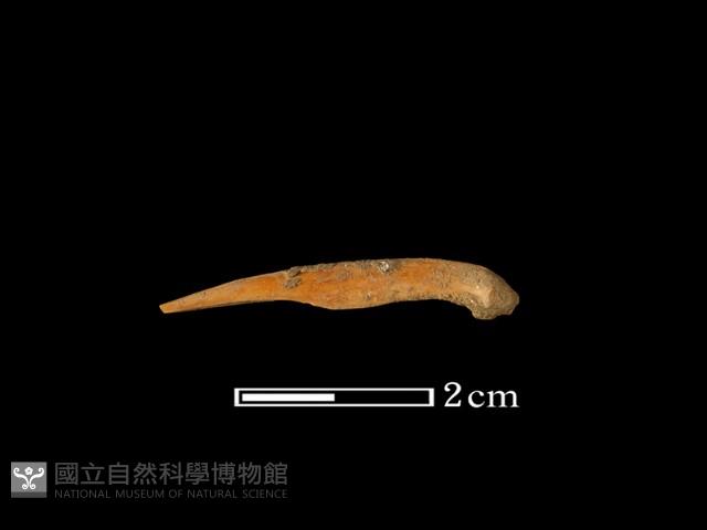 魚骨藏品圖，第2張