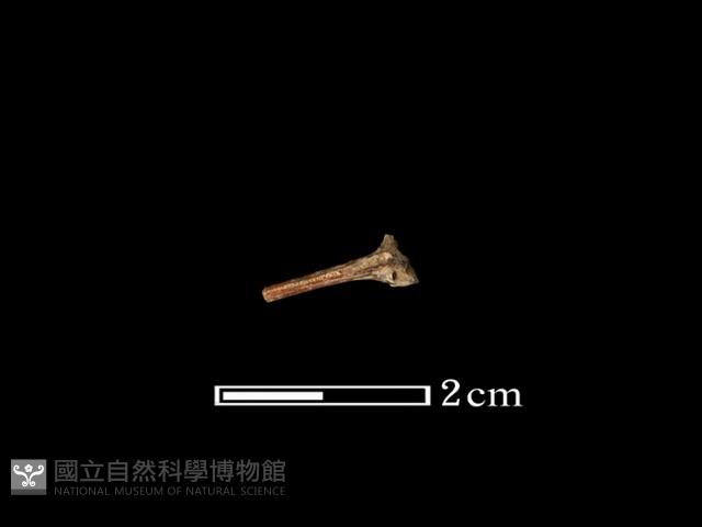 魚骨藏品圖，第1張