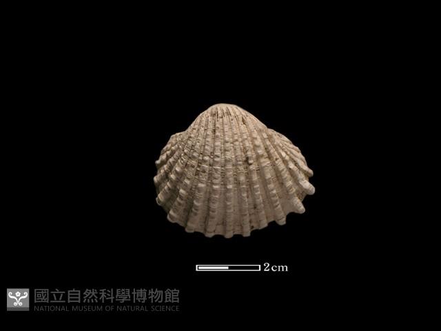血蚶藏品圖，第2張