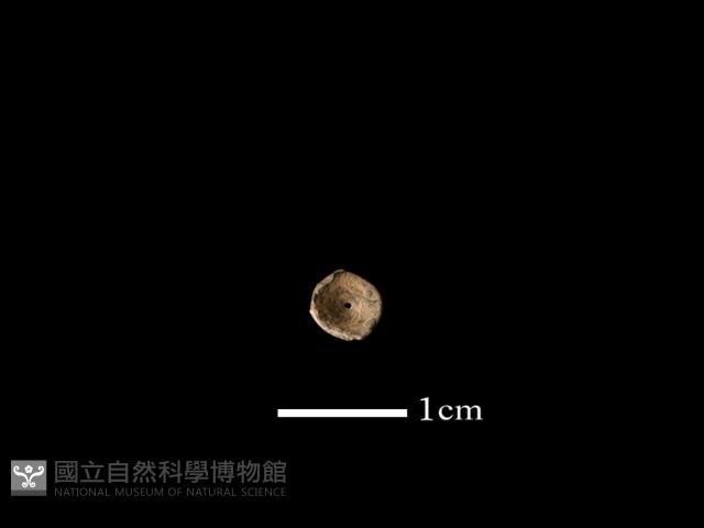 魚骨珠藏品圖，第1張