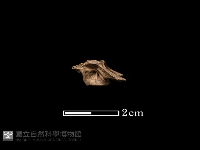 魚骨藏品圖，第2張