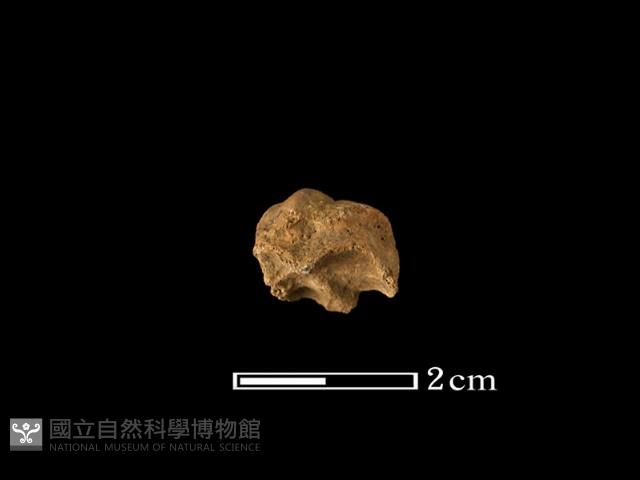 豬骨藏品圖，第2張