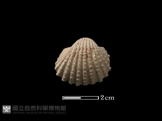 血蚶藏品圖，第1張
