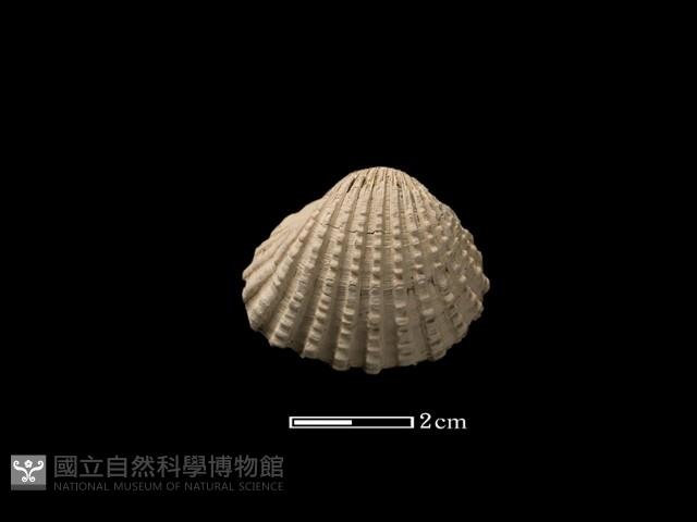 血蚶藏品圖，第1張