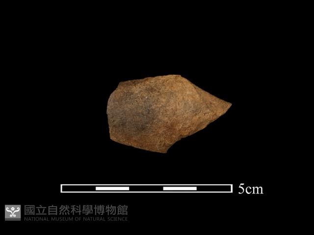 帶加工痕肢骨藏品圖，第1張