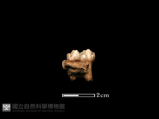 豬骨藏品圖，第1張