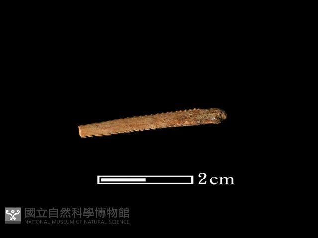 魚骨藏品圖，第1張