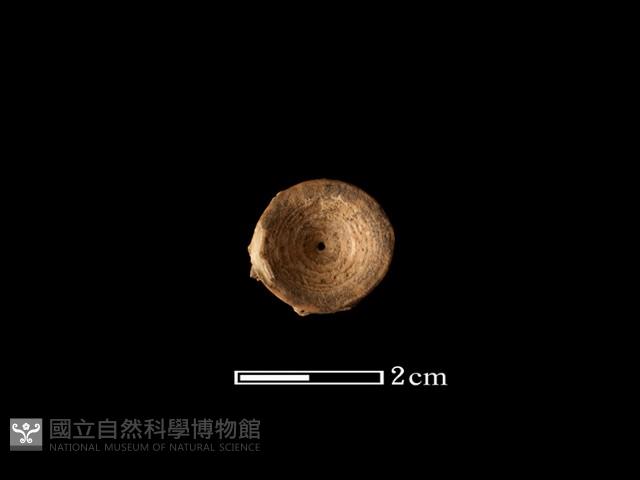 魚骨珠藏品圖，第2張