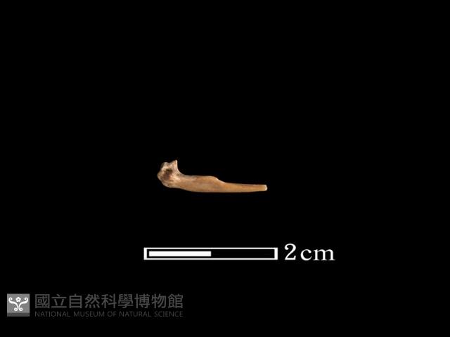 魚骨藏品圖，第1張