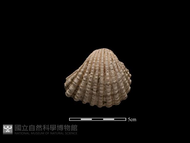 血蚶藏品圖，第1張