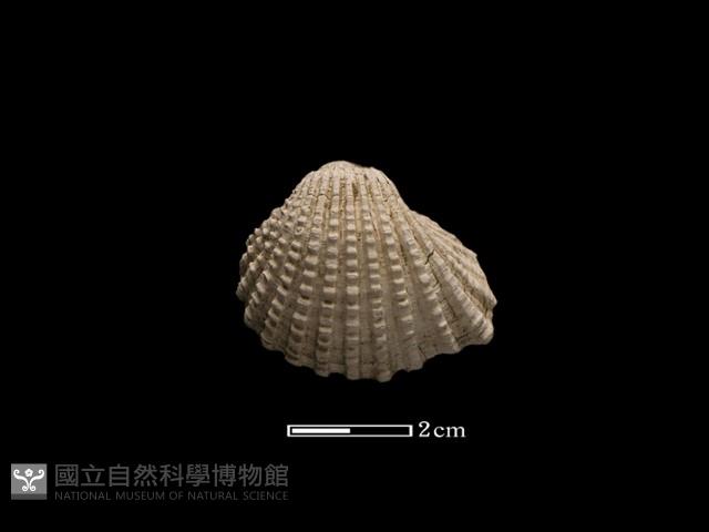 血蚶藏品圖，第2張