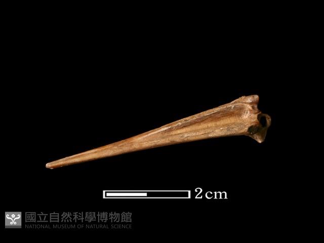 魚骨藏品圖，第2張