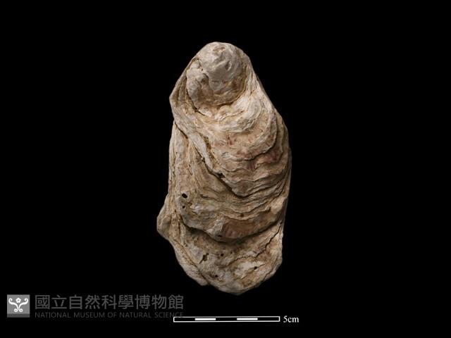 大牡蠣藏品圖，第2張