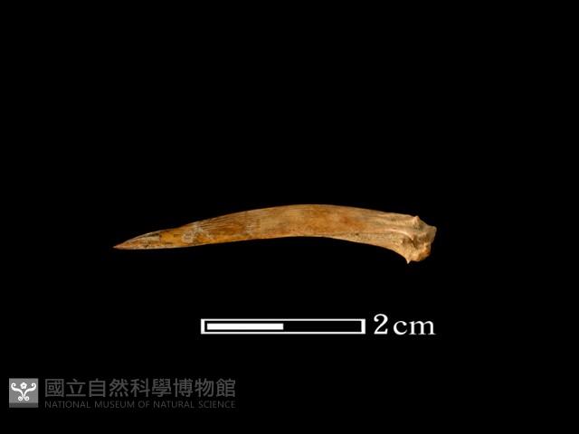 魚骨藏品圖，第1張