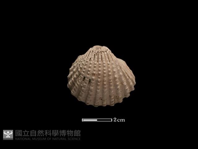 血蚶藏品圖，第1張