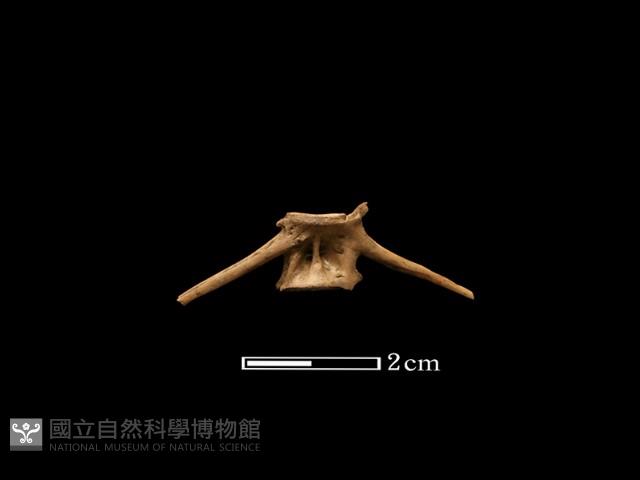 魚骨藏品圖，第1張