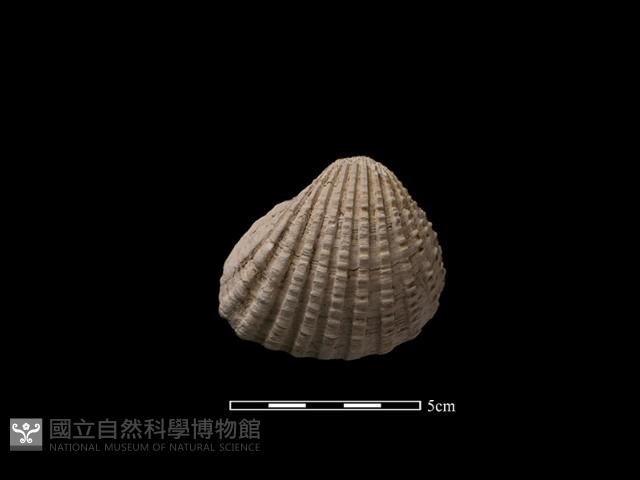 血蚶藏品圖，第2張