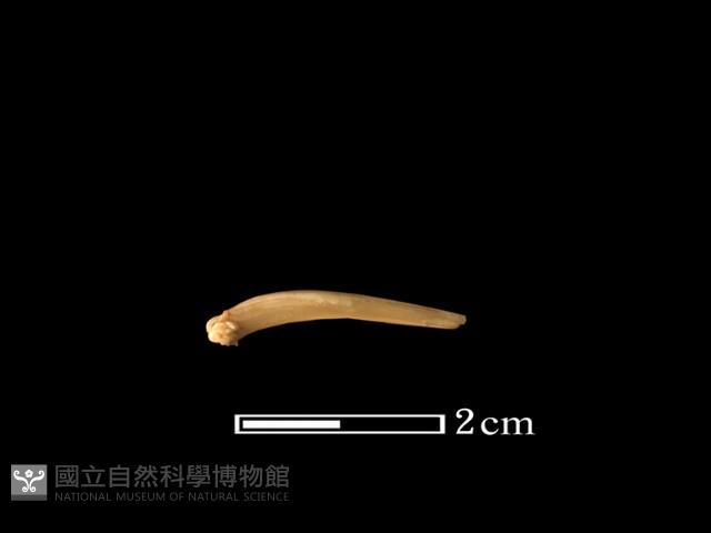 魚骨藏品圖，第2張