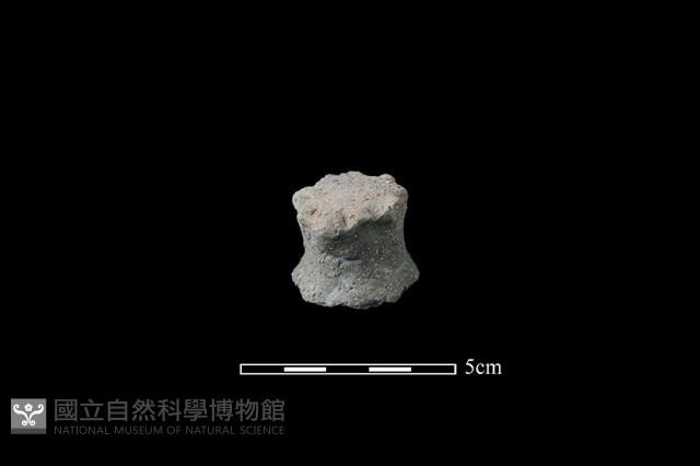 陶蓋鈕藏品圖，第1張