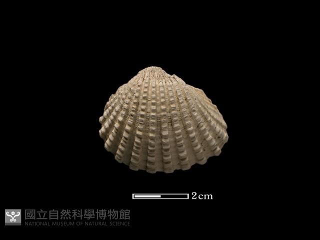 血蚶藏品圖，第2張