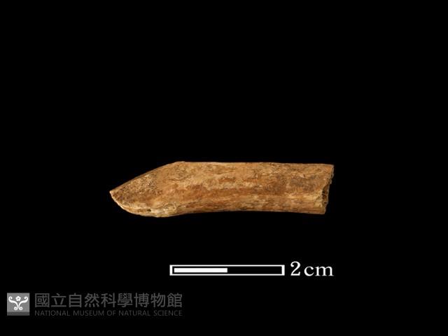 鹿骨藏品圖，第2張