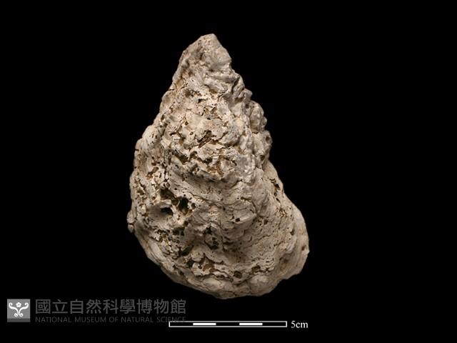 大牡蠣藏品圖，第1張